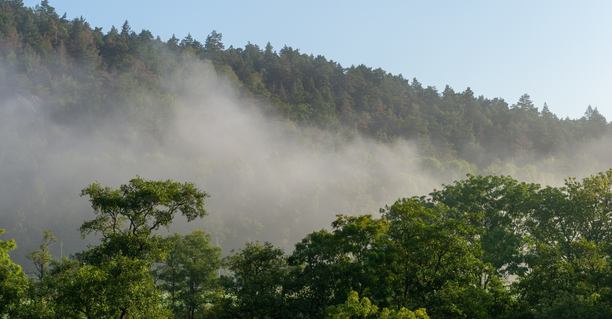 Floresta